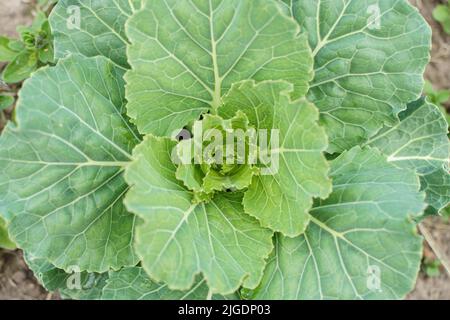 In einem Bauerngarten wächst junger Zierkohl. Frisches Gemüse, Anbaukonzept. Hochwertige Fotos Stockfoto