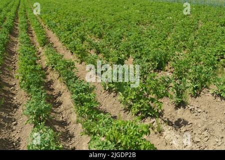 Kartoffeln, die auf einem Bauernfeld wachsen. Kartoffelpflanze im Garten im Sommer. Landwirtschaft, Gemüse, landwirtschaftliches Konzept. Hochwertige Fotos Stockfoto