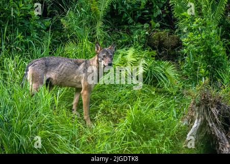 Grauer Wolf (Canis lupus). Bieszczady-Gebirge, Karpaten, Polen. Stockfoto