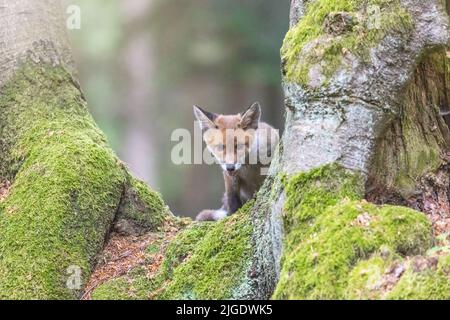 Das Fuchs-Junge posiert unter den Bäumen. Horizontal. Stockfoto