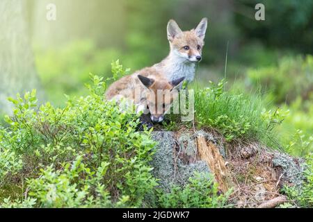 Ein Paar niedlicher Fuchsjungen posiert im Wald. Horizontal. Stockfoto