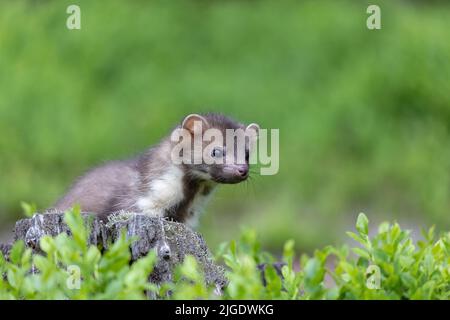 Porträt von niedlichen jungen Marder posiert im Freien Nahaufnahme. Horizontal. Stockfoto