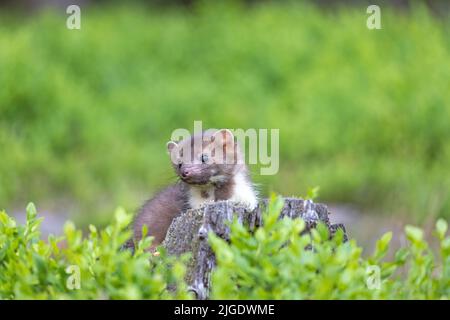 Der süße junge Marder posiert in der Heidelbeere. Horizontal. Stockfoto