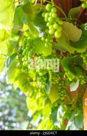 Trauben von grünen Trauben, die auf der Weinrebe an der Hauswand reifen. Stockfoto
