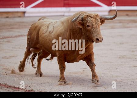 Allgemeine Ansicht während eines Stierkampfes beim San Fermin Festival in Pamplona, Nordspanien, 7. Juli 2022 (Foto: Ruben Albarran / PRESSINPHOTO) Stockfoto