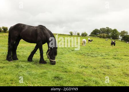 Pferde grasen auf dem Messegelände. Appleby Horse Fair, Appleby in Westmorland, Cumbria Stockfoto