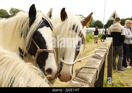 Drei farbige Zigeunerpferde, die an ein Geländer gebunden waren. Appleby Horse Fair, Appleby in Westmorland, Cumbria Stockfoto