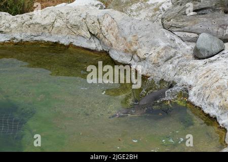 Ein Humboldtpinguin (Spheniscus humboldti), der im Wasser versinkt Stockfoto