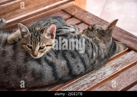 Gestromte Katzenmutter mit kleinem Kätzchen, das ruht Stockfoto