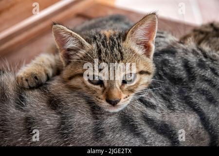 Gestromte Katzenmutter mit kleinem Kätzchen, das ruht Stockfoto
