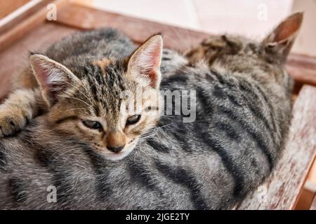 Gestromte Katzenmutter mit kleinem Kätzchen, das ruht Stockfoto