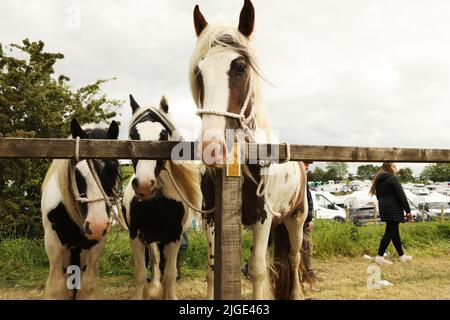 Drei farbige Zigeunerpferde, die an ein Geländer gebunden waren. Appleby Horse Fair, Appleby in Westmorland, Cumbria Stockfoto