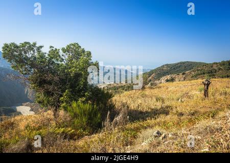 Blick von Aspromonte auf die Hügel des Olivengartens und das mittelmeer in Kalabrien in der Nähe der Stadt Bagaladi, wilder, nicht touristischer Ort. Kastanie auf einer Stirn Stockfoto