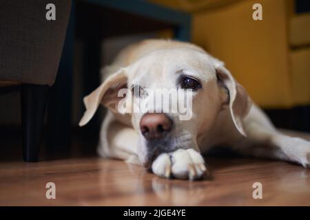 Nahaufnahme eines alten Hundes zu Hause. Der loyale labrador Retriever wartet im Wohnzimmer und schaut sich um. Stockfoto