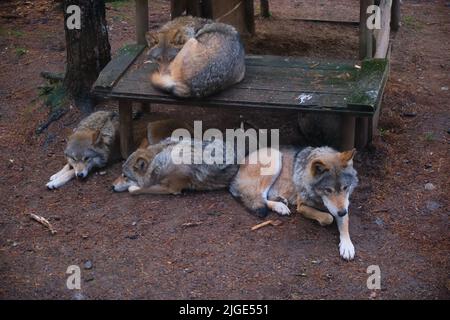 Eine Aufnahme von eurasischen Wölfen, die in einem Zoo-Park ruhen Stockfoto