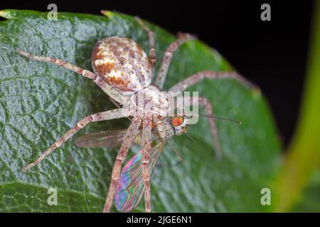 Eine Spinne mit ihrer gejagten Beute - eine Fliege. Stockfoto