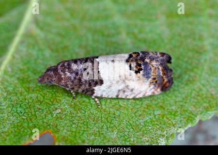 Erwachsener Tortricide Leafroller Moth der Familie Tortricidae. Stockfoto