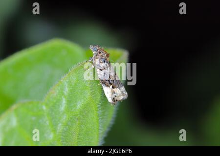 Erwachsener Tortricide Leafroller Moth der Familie Tortricidae. Stockfoto