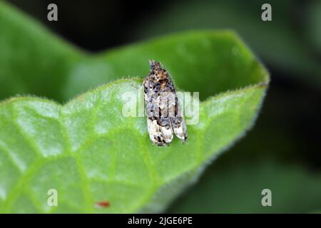 Erwachsener Tortricide Leafroller Moth der Familie Tortricidae. Stockfoto