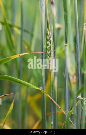 Durch Thripse geschädigte Gerstenpflanzen. Flaggenblatt chlorotisch verfärbt. Insekten ernähren sich auf der Innenseite des Blattes, in der Nähe des Ohrs. Stockfoto