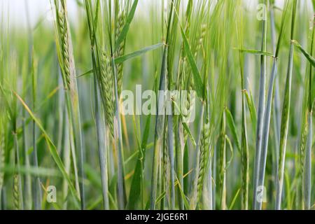 Durch Thripse geschädigte Gerstenpflanzen. Flaggenblatt chlorotisch verfärbt. Insekten ernähren sich auf der Innenseite des Blattes, in der Nähe des Ohrs. Stockfoto