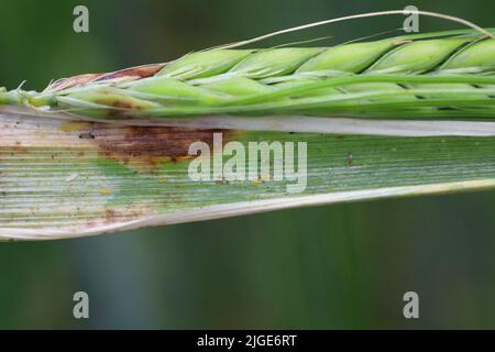 Durch Thripse geschädigte Gerstenpflanzen. Flaggenblatt chlorotisch verfärbt. Insekten ernähren sich auf der Innenseite des Blattes, in der Nähe des Ohrs. Stockfoto