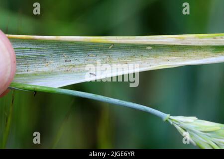 Durch Thripse geschädigte Gerstenpflanzen. Flaggenblatt chlorotisch verfärbt. Insekten ernähren sich auf der Innenseite des Blattes, in der Nähe des Ohrs. Stockfoto