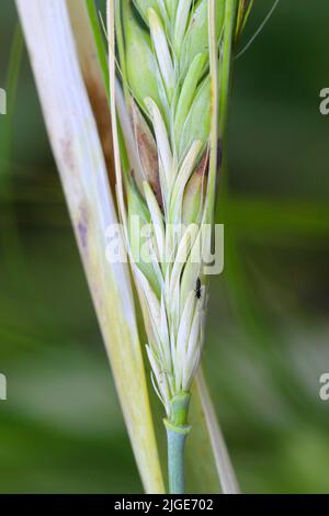 Durch Thripse geschädigte Gerstenpflanzen. Flaggenblatt chlorotisch verfärbt. Insekten ernähren sich auf der Innenseite des Blattes, in der Nähe des Ohrs. Stockfoto