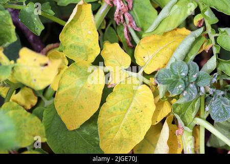 Symptome einer Pilzinfektion der Krankheit auf dem Kartoffelblatt. Stockfoto
