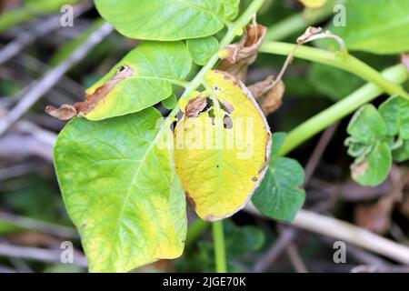 Symptome einer Pilzinfektion der Krankheit auf dem Kartoffelblatt. Stockfoto