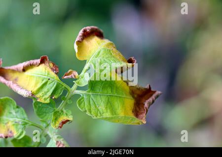 Symptome einer Pilzinfektion der Krankheit auf dem Kartoffelblatt. Stockfoto