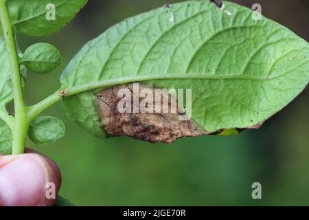 Symptome einer Pilzinfektion der Krankheit auf dem Kartoffelblatt. Stockfoto