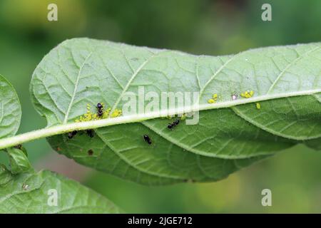 Kolonie der Kapuzinerklausenaphide Aphis nasturtii flügelfreie apteröse Erwachsene und Jugendliche unter dem Kartoffelblatt. Stockfoto