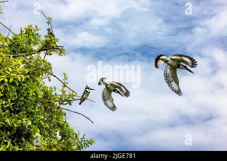 Männliche und weibliche Eisvögel, Ceryle rudris, auf einem Baum sitzend und im Flug und Tauchen nach Fischen. Lake Edward, Uganda. Der Fokus liegt auf hochsitzenden Vögeln w Stockfoto