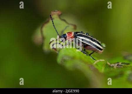 Ein Flohkäfer, der sich auf Blättern ernährt. (Forsyth County, NC) Stockfoto