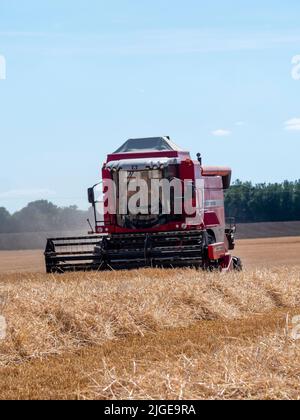 Barley Harvest Great Bardfield Braintree Essex UK Juli 2022. Kombinieren Sie Harvester Ernte Gerste. Gerste wird entweder zur Malzherstellung oder als Tierfutter angebaut. Malz wird als Top-Make-Bier oder Whisky oder in Bäckereien verwendet.Copyright William Edwards Stockfoto