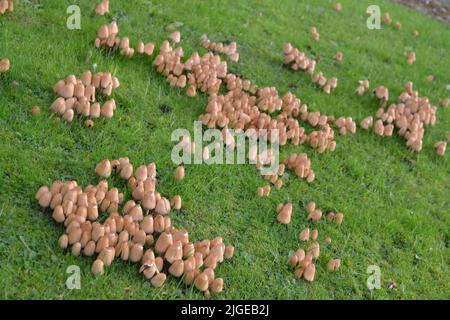 Pilze, die im Gartengras wachsen - Tawny Brown Colour Cap - Coprinellus Micaceus und aus der Familie der Psathyrellaceae - Yorkshire UK Stockfoto