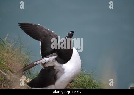 Razorbill flattern mit den Flügeln an den Bempton Cliffs - Alca Torda sitzend auf Cliff Edge - RSBP Bempton Cliffs - Summers Day - Nordsee - East Yorkshire Stockfoto