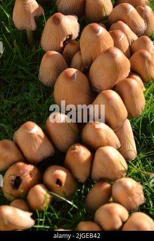 Nahaufnahme von Pilzen, die im Gartengras wachsen - Tawny Brown Colour Cap - Coprinellus Micaceus und aus der Familie der Psathyrellaceae - Yorkshire UK Stockfoto