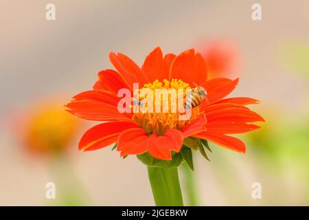 Eine Nahaufnahme einer Biene auf einer mexikanischen Sonnenblume im Garten Stockfoto