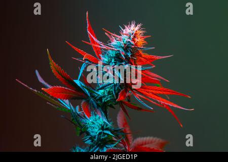 Cannabis Kraut mit blühenden Knospen und roten hellen Blättern. Medizinisches Marihuana mit farbigem rotem und blauem Laub auf dunkelgrünem Hintergrund. Ästhetische Kunst ph Stockfoto