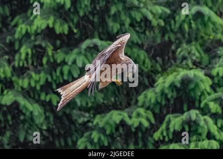 Ein roter Drachen im Flug. Es schaut auf seine Krallen nach dem Essen, das es gerade abgeholt hat Stockfoto