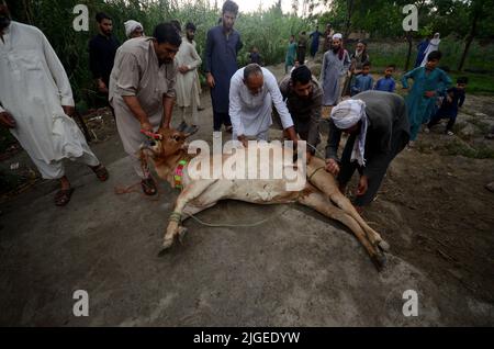 9. Juli 2022, Peschawar, Pakistan: Afghanische Flüchtlinge kämpfen, um einen Stier für die Schlachtung zu kontrollieren anlässlich des Eid al-Adha-Feiertages im Kazana-Flüchtlingslager am Stadtrand von Peschawar. Eid al-Adha oder Opferfest, der wichtigste islamische Feiertag, markiert die Bereitschaft des Propheten Ibrahim, Abraham, Christen und Juden, seinen Sohn zu opfern. Während der Ferien, die an den meisten Orten vier Tage dauern, schlachten Muslime Schafe oder Rinder, verteilen einen Teil des Fleisches an die Armen. (Bild: © Hussain Ali/Pacific Press via ZUMA Press Wire) Stockfoto