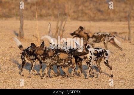 Sambia, South Luangwa National Park. Afrikanische Wildhunde (WILD: Lycaon pictus) von Manzi Pack begrüßen sich gegenseitig. Stockfoto