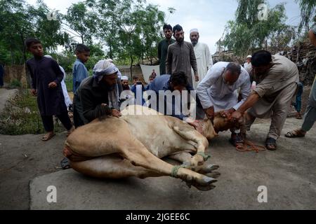 Peshawar, Pakistan. 9.. Juli 2022. Afghanische Flüchtlinge kämpfen im Rahmen des Eid al-Adha-Urlaubs im Flüchtlingslager Kazana am Stadtrand von Peshawar um die Kontrolle eines Schlachtschlasses. Eid al-Adha oder Opferfest, der wichtigste islamische Feiertag, markiert die Bereitschaft des Propheten Ibrahim, Abraham, Christen und Juden, seinen Sohn zu opfern. Während der Ferien, die an den meisten Orten vier Tage dauern, schlachten Muslime Schafe oder Rinder, verteilen einen Teil des Fleisches an die Armen. (Bild: © Hussain Ali/Pacific Press via ZUMA Press Wire) Stockfoto