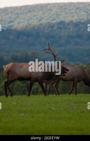 Vertikale Aufnahme eines Bullenelks, der über ein Feld läuft Stockfoto