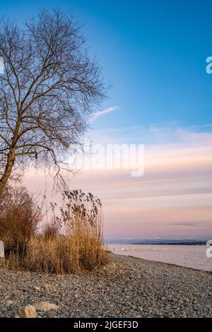 Wunderschöner Sonnenuntergang mit Blick auf den See Constane und ruhige Uferpromenade mit Pflanzen und Schwanen. Baden Württemberg, Deutschland, Europa. Stockfoto