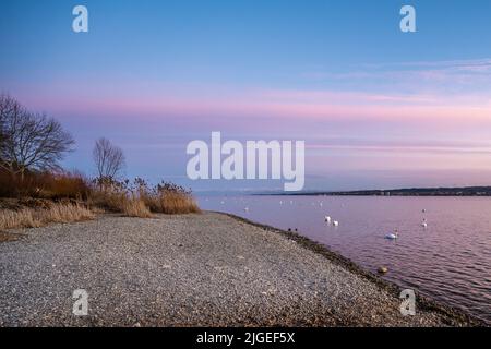 Wunderschöner Sonnenuntergang mit Blick auf den See Constane und ruhige Uferpromenade mit Pflanzen und Schwanen. Baden Württemberg, Deutschland, Europa. Stockfoto