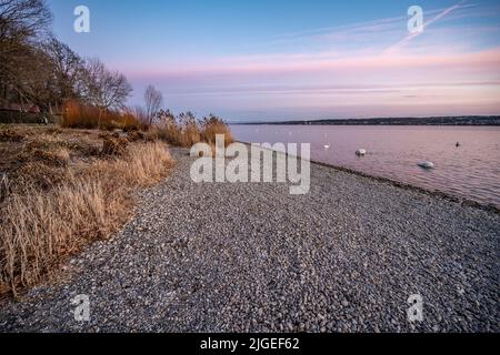 Wunderschöner Sonnenuntergang mit Blick auf den See Constane und ruhige Uferpromenade mit Pflanzen und Schwanen. Baden Württemberg, Deutschland, Europa. Stockfoto