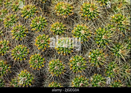 Nahaufnahme eines Kaktus, der auf der vulkanischen Wüsteninsel Lanzarote auf den Kanarischen Inseln, Spanien, wächst. Stockfoto